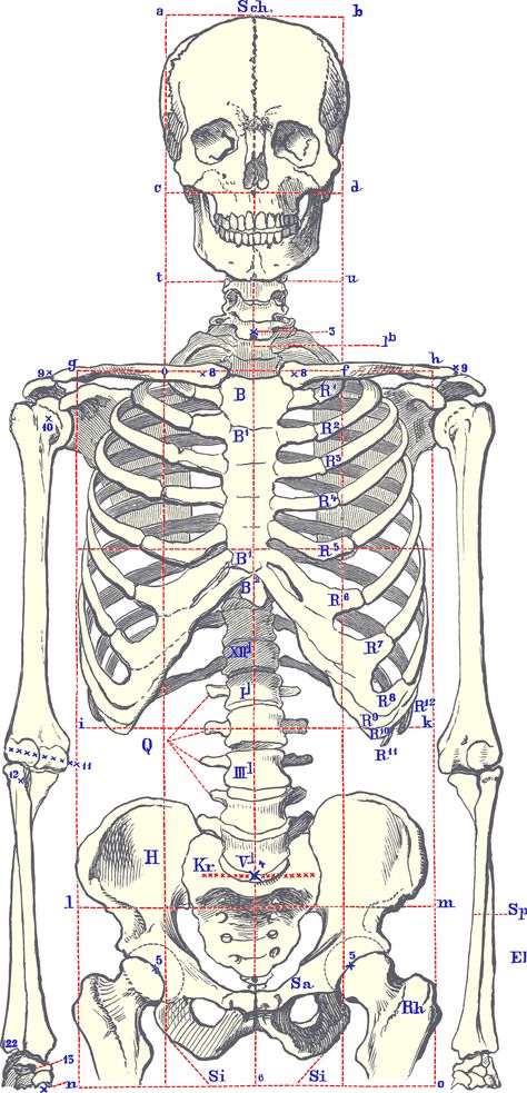 SkeletonBodyFront Skeleton Body, Anatomy Bones, Skeleton Anatomy, Skeleton Drawings, Human Anatomy Drawing, Human Skeleton, Human Figure Drawing, Human Anatomy Art, Human Drawing