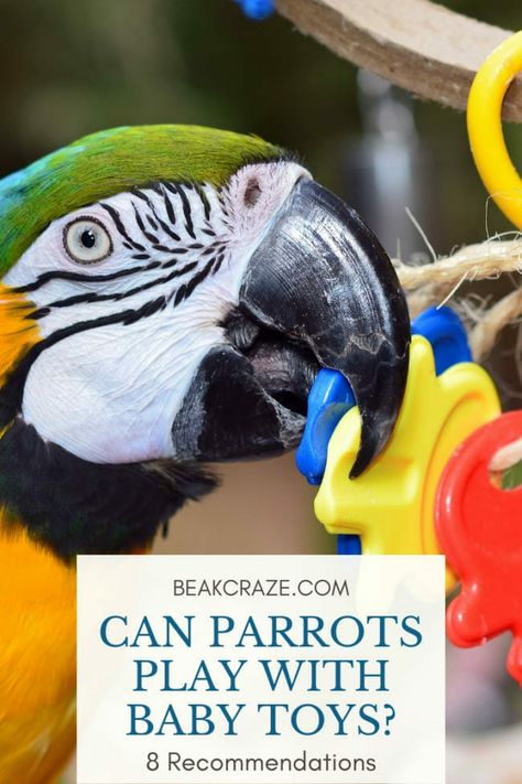 Can Parrots Play With Baby Toys? 8 Recommendations Catalina Macaw, Cockatoo Toys, Toys For Parrots, Parakeet Care, Parrot Cages, Parrot Care, Parrot Facts, Parrot Diet, Beautiful Parrots