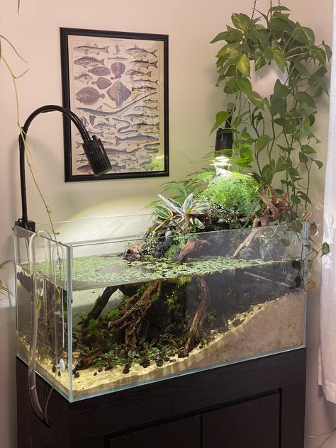 Lord Of The Rings Themed Fish Tank, Planted 5 Gallon Betta Tank, Lotr Fish Tank, Bioactive Fish Tank, Dark Academia Fish Tank, Peace Lily Fish Tank, Tall Aquarium Ideas, Big Fish Tank Ideas, Ecosystem Fish Tank