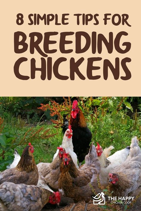 Raising Meat Chickens, Joel Salatin, Baby Chicks Raising, Best Egg Laying Chickens, Meat Birds, Raising Chicks, Egg Laying Chickens, Raising Backyard Chickens, Laying Hens