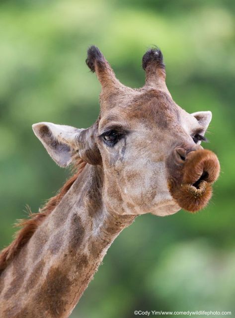 Comedy Wildlife Photography, Animal Photography Wildlife, Giraffe Pictures, Funny Animal Photos, A Giraffe, Cute Giraffe, Cute Wild Animals, Photography Awards, Cute Animal Photos