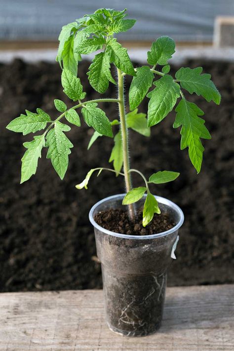 Want to grow tomatoes from seed? You’ll save money and expand your options with a fascinating assortment of colorful and tasty tomato varieties. Learn when to start these summer vegetables and what you’ll need, with step by step instructions. Read more now on Gardener’s Path. #vegetablegarden #tomato #gardenerspath Tomatoes Plants Growing, How To Plant Tomato Seeds, How To Plant Tomatoes From Seeds, Grow Tomatoes From Seed, Tomato Seeds Starting, How To Grow Tomatoes From Seeds, Planting Tomatoes From Seed, Planting Tomatoes In Garden, Spoon Tomatoes