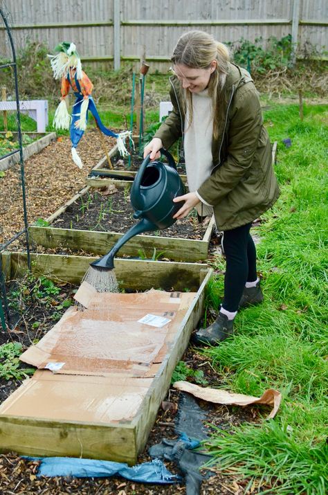 Create a no dig raised bed to grow vegetables in! No Dig Raised Garden Beds, No Dig Vegetable Garden, No Dig Gardening Raised Beds, Allotment Raised Beds, Raised Veg Beds, Allotment Crop Rotation, No Dig Allotment Uk, Allotment Bed Ideas, Preparing A Garden Bed