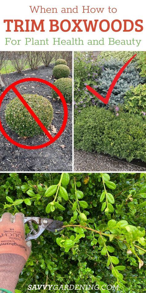 When to trim boxwood bushes and how to do it right. Are your boxwood plants getting out of control or looking sad? Trim and prune your boxwoods to encourage new growth and control the growth of your plants. This is perfect for landscaping. Learn about growing boxwood bushes here. #Boxwood Boxwood Shrubs Landscaping, Boxwoods And Hostas, English Boxwood Landscaping, Boxwood Flower Bed, Front Yard Landscaping With Boxwoods, When To Prune Boxwood Shrubs, Boxwood Care Tips, North Star Boxwood, Green Beauty Boxwood