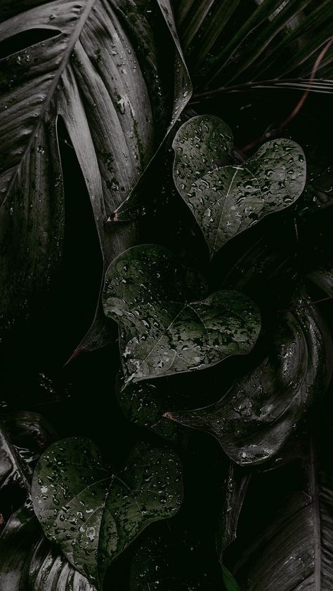 Dark Leaves Background, Dark Plant Aesthetic Wallpaper, Dark Greenery Aesthetic, Greenery Aesthetic Wallpaper, Green And Black Wallpaper Aesthetic, Dark Plant Aesthetic, Plant Wallpaper Iphone, Greenery Aesthetic, Greenery Wallpaper