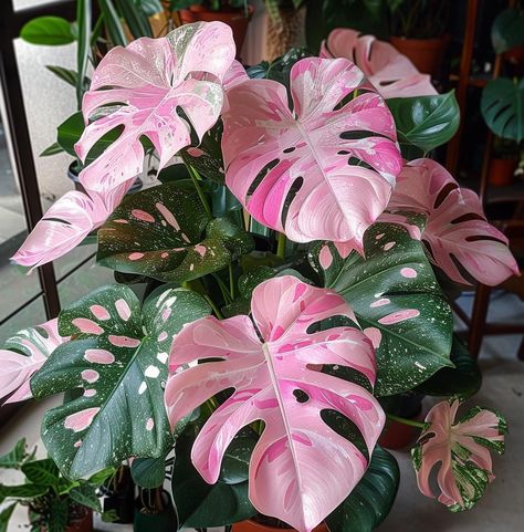 House Plants Flowers, Unique Plants Indoor, Variegated House Plants, Unique Indoor Plants, Pretty House Plants, Monstera Plant Aesthetic, Pink House Plants, Cool House Plants, Houseplants Aesthetic