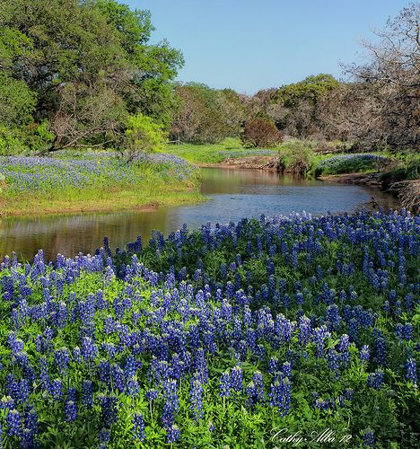 Blue Bonnets by the stream... Explored, Apr 11, 2012 #133 | Flickr Burnet Texas, Texas Artwork, Amazing Places To Visit, Texas Wall Art, Blue Bonnet, Texas Bluebonnets, Visit Places, Loving Texas, Texas Art