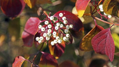 Redosier Dogwood: Winter�s Glory Cornus Sericea, Prairie Nursery, Red Osier Dogwood, Common Garden Plants, Red Twig Dogwood, Shrubs For Privacy, Twig Dogwood, Low Maintenance Shrubs, Foundation Planting