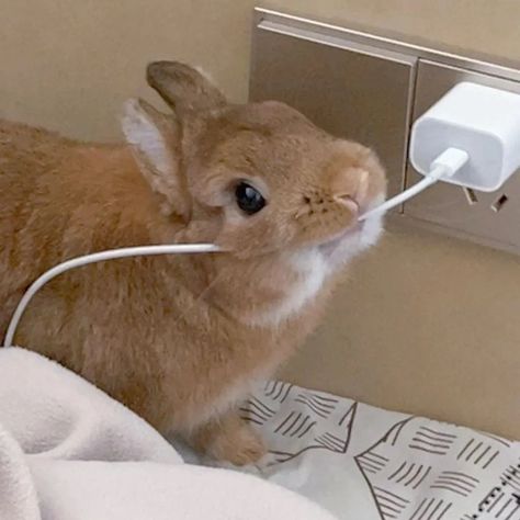 Why you should have a rabbit (@ShouldHaveRabit) on X Cute Bunny Aesthetic, Silly Bunnies, Rabbit Aesthetic, Pet Bunnies, Aesthetic Bunny, Cutest Bunny Ever, Pet Rabbits, Floppy Eared Bunny, Cute Rabbits