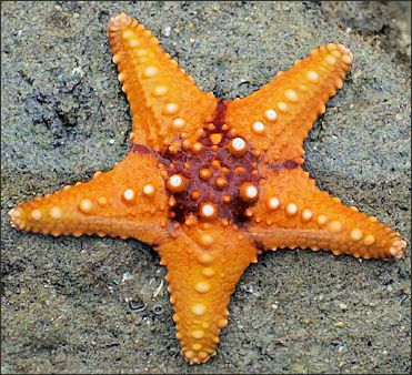 Starfish Facts, Creature Marine, Sea Anemone, Stella Marina, Beautiful Sea Creatures, Aquatic Animals, Sea Star, Ocean Creatures, Marine Animals