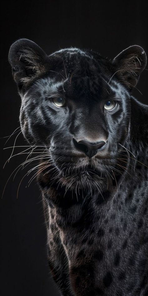 Black Panther Aesthetic, Black Panther Animal, Black Jaguar Animal, Jaguar Pictures, Panther Images, Jaguar Wallpaper, Black Panther Cat, Panther Pictures, Big Cats Photography