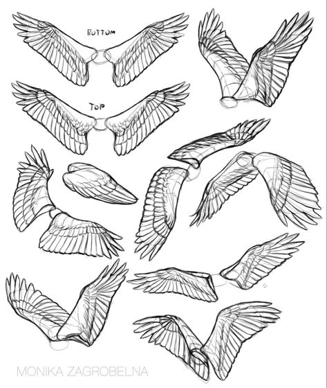 Human Wings Drawing, Birds Wings Drawing, How To Draw Bird Wings, Bird Tutorial Drawing, Folded Wings Reference, Wing Poses Reference, Bird Wings Reference, How To Draw Angel Wings, Bird Wings Drawing