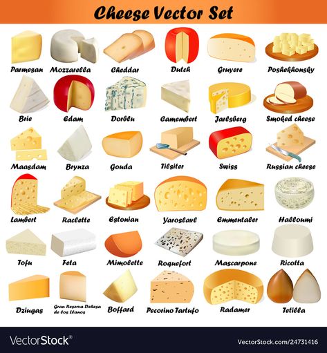 Set of different types of cheese on a white Vector Image Different Cheeses, Cheese Types, Type Of Cheese, Types Of Cheese For Cheese Board, Different Types Of Cheese, Different Type Of Cheese, Cheese Infographic, Cheese Types Guide, Cheese Knowledge