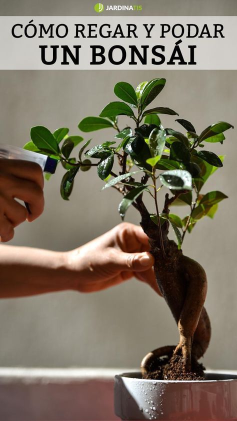 Desde Jardinatis, os contamos cuáles son los cuidados principales para el mantenimiento del bonsái. Aprenderéis a regarlo y a podarlo de manera correcta. ¡Tomad nota!  #mantenimiento #cuidados #bonsáis #regar #podar #plantas #jardinería #jardinatis Utila, Bonsai, Ficus Bonsai, Jade Bonsai, Bonsai Ficus, Ficus Microcarpa, Plantas Bonsai, Mini Bonsai, Bonsai Garden