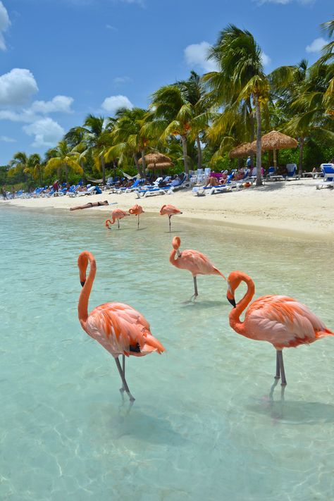 Flamingos. Love them! Flamingo Beach - Renaissance Island, Aruba Flamingo Beach Aruba, Oranjestad, Flamingo Beach, Bora Bora, Blue Skies, Semarang, Mexico Travel, Aruba, Vacation Destinations