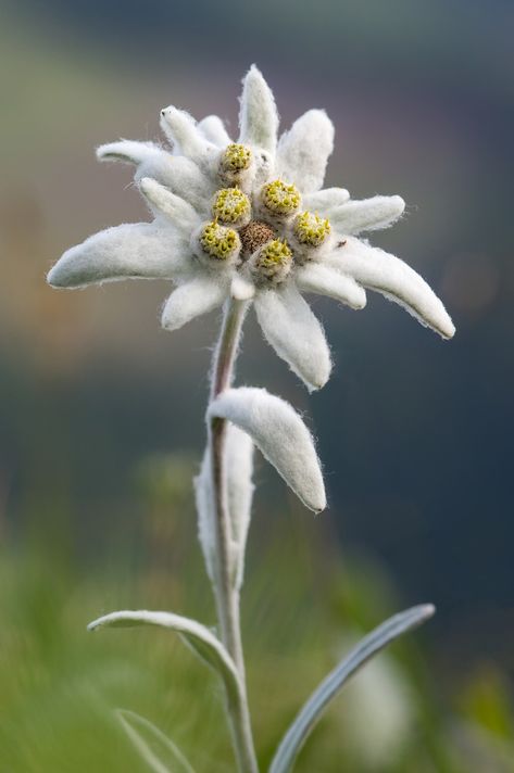 No Not Nie, #Nie Blue Passion Flower, Cactus Seeds, Edelweiss Flower, Wildflower Garden, Rare Flowers, Herbaceous Perennials, Herb Seeds, Wildflower Seeds, Flowering Vines