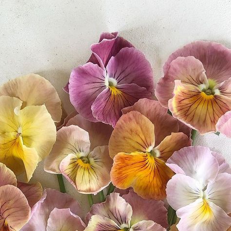 BJM Studio Specialty Flowers on Instagram: "The Imperial Antique Shades Pansies are going strong. I love this variety! Please see my stories for an up close view. #pansy #pansies #imperialantiqueshades #antiqueshades #antiqueshadespansy #antiqueshadespansies #flower #flowers" Pansy Neville, Peniones Flowers, Pansy Flower Aesthetic, Pansy Photography, Pansy Flowers, Pansy Flower, Watercolour Inspiration, Pansies Flowers, Bunch Of Flowers