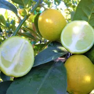 Shop Our Array of Citrus Trees Today | Nature Hills Nursery Mexican Lime Tree, Evergreen Bush, Arborvitae Tree, Floribunda Roses, Patio Trees, Flowering Cherry Tree, Hydrangea Bush, Redbud Tree, Crabapple Tree