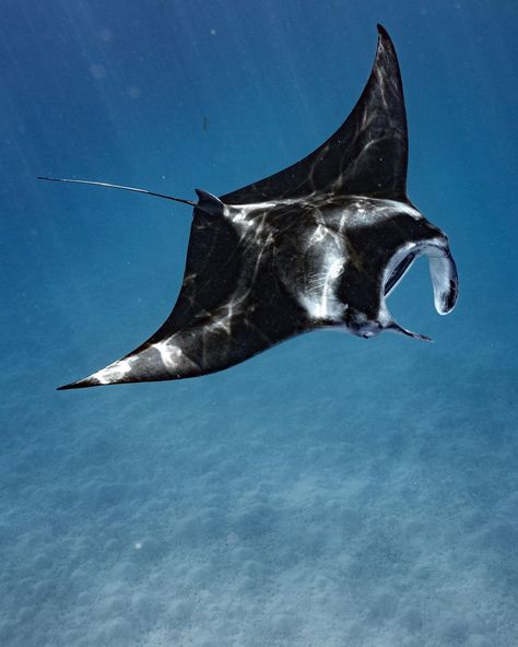 Giant Manta, Nature Photographer, Beautiful Sea Creatures, Aquatic Animals, Manta Ray, Ocean Vibes, Wildlife Photos, Marine Animals, Ocean Creatures