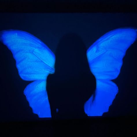 Butterfly Profile Picture, Blue Fairy Aesthetic, Butterfly Profile, Morpho Azul, Butterfly Queen, Butterfly Aesthetic, Aesthetic Butterfly, Everything Is Blue, Dreamy Photography