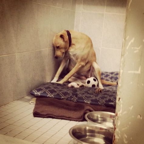 Dog Returned To Shelter Is Too Sad To Go On Walks Dog Match, Foster Home, Popular Dog, Dogs Of The World, Rescue Dogs, Shelter Dogs, Happy Dogs, Animal Shelter, Dog Love