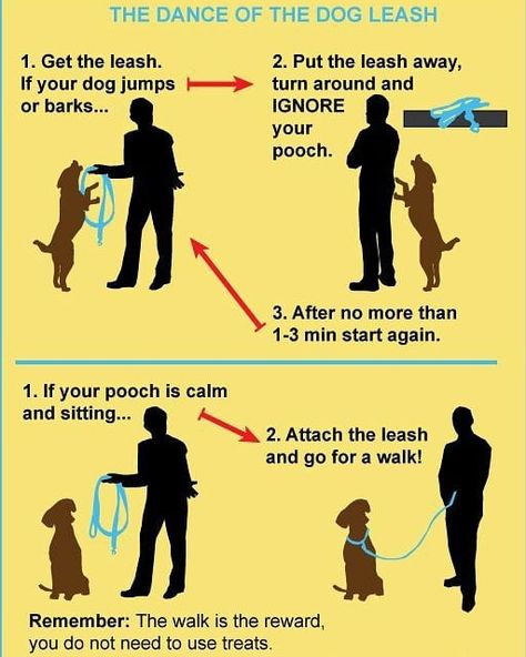 The best dog training program on Instagram: “💢 Do you want to Improve A Dog's Intelligence And Behavior, Plus Easy Instructions For Training Obedience Commands! ➡️➡️ Link in my…” Walking Tips, Dog Dance, Dog Minding, Positive Dog Training, Dog Clippers, Easiest Dogs To Train, Basic Dog Training, Leash Training, Puppy Training Tips