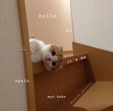 You Did Well Today Cute, Hello Funny, Cat Mood, Cat Text, Memes Cute, Happy Memes, Hello Memes, Cat Template, Love Memes Funny