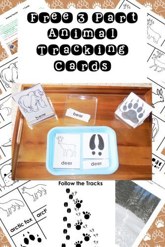 Free Montessori Printables, Animal Tracks In Snow, Animal Detective, Backyard Science, Forest Animals Preschool, Montessori Zoology, Montessori Science, Montessori Printables, Animal Footprints