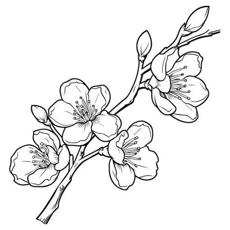 Premium Vector | Cherry flower blossom botanical art Spring almond sakura apple tree branch hand draw doodle vector illustration Cute black ink art isolated on white background Realistic floral bloom sketch Apple Blossom Tattoos, Art Class Posters, Apple Tree Branch, Cherry Blossom Vector, Apple Tree Blossoms, Cherry Blossom Drawing, Branch Drawing, Almond Flower, Black Ink Art