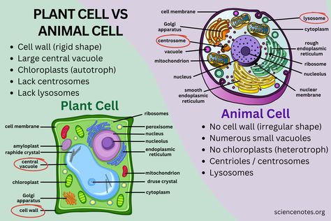 Plant Cells And Animal Cells, Difference Between Plant And Animal Cell, Plant Cell And Animal Cell Diagram, Plant Vs Animal Cell, Animal Cell Functions, Animal Cell And Plant Cell, Plant Cell And Animal Cell, Plant Cell Drawing, Plant Cell Parts