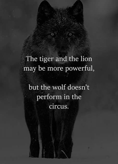 Lone Wolf Quotes, Wolf Quotes, Savage Quotes, Photographie Portrait Inspiration, Vie Motivation, Warrior Quotes, The Circus, Lone Wolf, Black Wolf