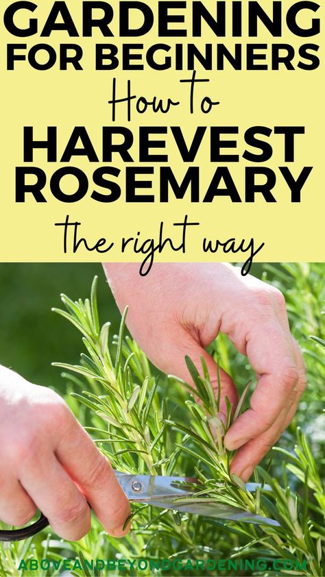 Gardening For Beginners - How To Harvest Rosemary. Gardening for beginners tips. Gardening for beginners ideas. Harvest Rosemary, Rosemary Garden, Rosemary Herb, Rosemary Plant, Harvesting Herbs, Herbs For Health, Food Garden, Fruit Garden, Growing Herbs