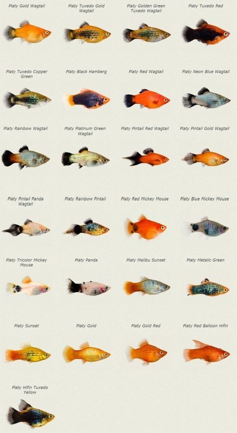 Fishes Painting, Swordtail Fish, Platy Fish, Tanaman Air, Koi Fishes, Ikan Air Tawar, Tropical Fish Tanks, Tropical Fish Aquarium, Tropical Freshwater Fish