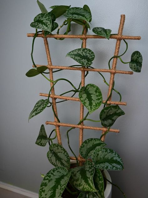 Indoor Climbing Plants, Home Decor Cheap, Modern Mexican Home Decor, Houseplant Trellis, Indoor Plant Trellis, French Country Home Decor, Modern Mexican Home, Climbing Plant Support, Home Decor Traditional