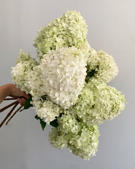 White Hydrangea Decor, White Hydrangea Tablescape, Fresh Hydrangeas, Hydrangea White Bouquet, White Green Hydrangea, White Green Flowers, Bouquet Wedding Hydrangea, Wedding Florals Bouquet, Limelight Hydrangeas