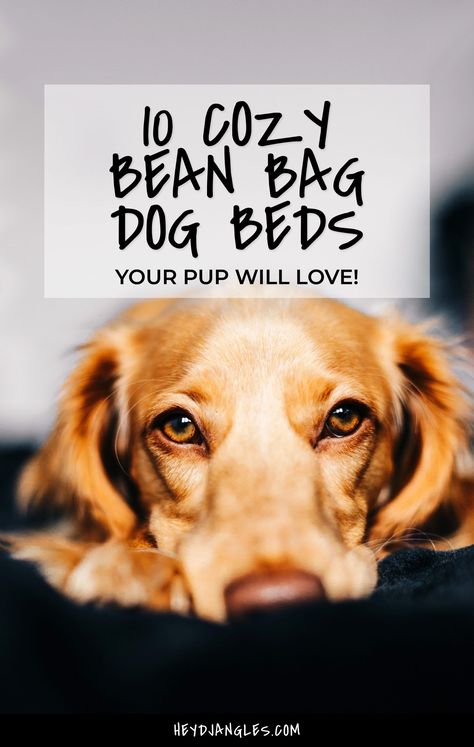 Looking for the perfect bean bag-style dog bed for your pup? Check out 10 cozy bean bag beds for dogs, right here! Large Bean Bag Bed, Cozy Bean Bag, How To Make A Bean Bag, Dog Bean Bag, Corduroy Bean Bag, Diy Bean Bag, Beds For Dogs, Dogs Toys, Bean Bag Bed