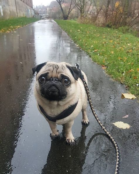 Look how cute they can be on a rainy day. Psy Chihuahua, Pitbull Boxer, Funny Pugs, Baby Pugs, Pug Dogs, Labrador Retriever Mix, Pug Puppies, Pugs Funny, A Pug