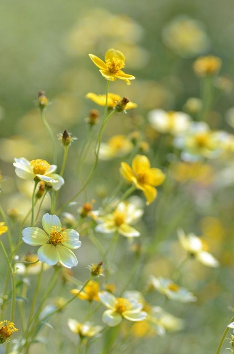 Have Inspiration, Meadow Flowers, The Meadows, Wild Flower, Flower Field, The Grass, Love Flowers, Flowers Photography, Pretty Flowers