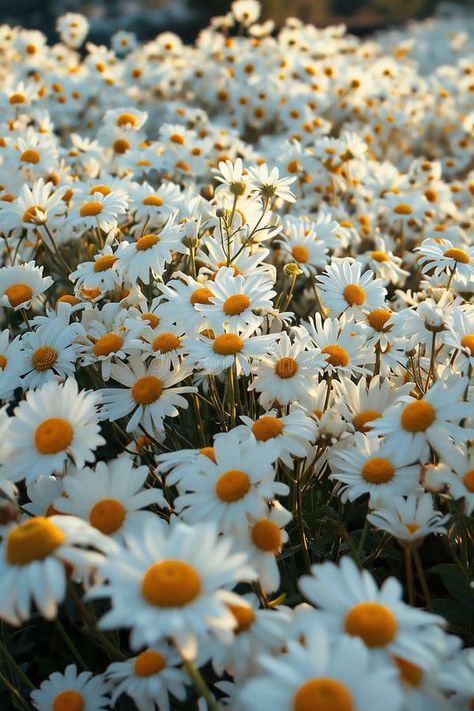 A field of chamomile or daisy flowers, with white petals and yellow centers, creates a serene and natural setting royalty free stock photography Flowers In Nature, Daisy Background, Seed Cycling, Chamomile Flower, Daisy Field, White Petals, Favorite Flower, Flowers White, Chamomile Flowers