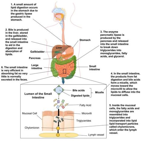 Digestion and Absorption of Lipids – Human Nutrition [DEPRECATED] Digestion And Absorption, Biochemistry Notes, School Nutrition, Small Intestine, Human Nutrition, Lipid Profile, Plant Journal, Biology Lessons, Medical Facts