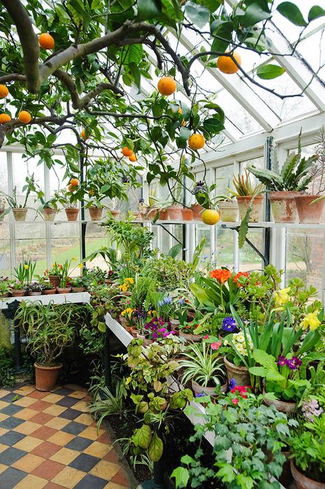 Conservatory in spring with orange tree and wide range of flowering and foliage plants in pots on bench and shelves Lots Of Plants, Home Greenhouse, Backyard Greenhouse, Greenhouse Plans, Diy Greenhouse, Garden Greenhouse, Have Inspiration, Greenhouse Gardening, Plants And Flowers