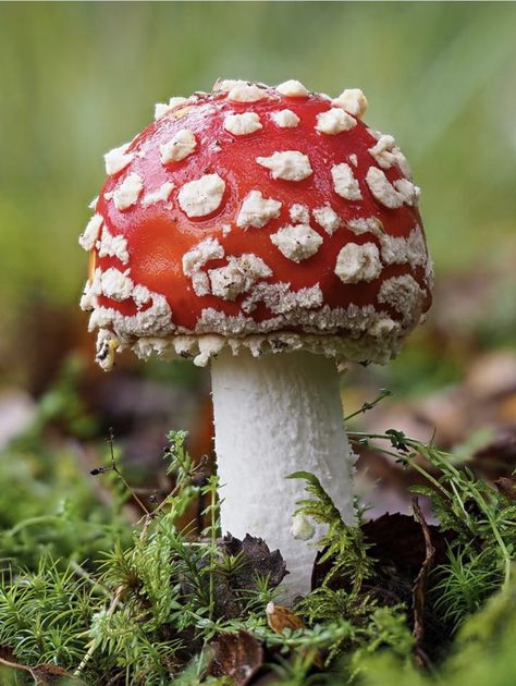 Textiles Portfolio, Mushroom Amanita, Magical Autumn, Mushroom Embroidery, Fly Agaric Mushroom, Art Rooms, Amanita Muscaria, Fly Agaric, Yard Sculptures