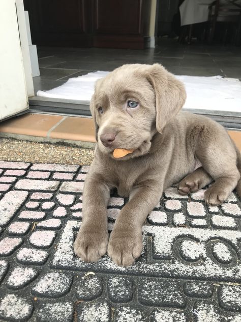 Gray Labrador, Silver Lab Puppies, Nice Dogs, Big Dogs Breeds, Biggest Dog In The World, Silver Labrador, Biggest Dog, Weimaraner Puppies, Cute Fluffy Dogs