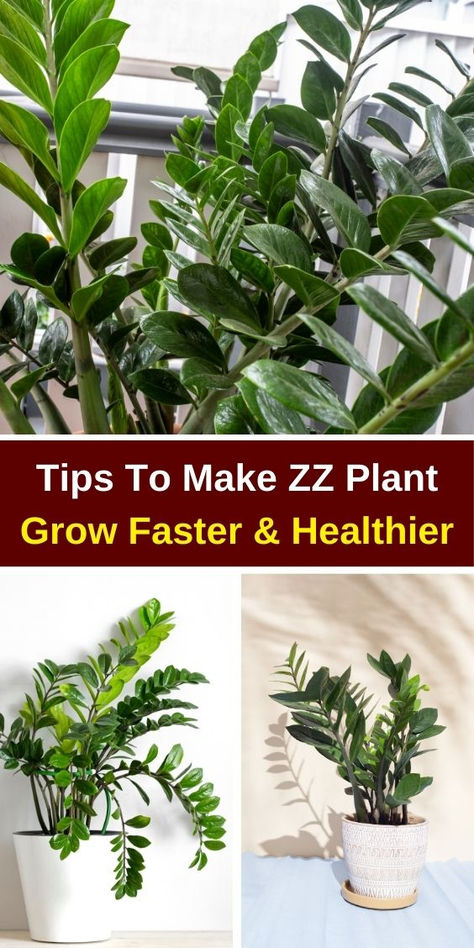 Unlock the secrets to a thriving ZZ Plant with these expert tips! Discover  essential care techniques, optimal lighting conditions, and watering  strategies to promote faster growth. Learn about soil types, fertilization,  and pest management to ensure your ZZ Plant flourishes. Perfect for  beginners and plant enthusiasts alike, these simple yet effective tips will  help you cultivate a lush, healthy ZZ Plant in no time! Zz Plant Care Tips, Zzz Plant Care, Z Z Plant, Zzz Plant, Home Made Fertilizer, Zz Plant Care, Zz Plants, Plants Grown In Water, Plant Jungle