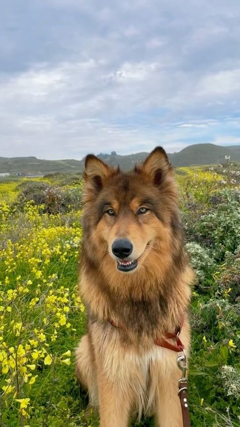 Fluffy Big Dogs, Dogs That Look Like Wolves, Big Cute Dogs, Pretty Dog Breeds, Cool Dog Breeds, Cute Big Dogs, Majestic Dog, Wolf Dog Puppy, Unique Dogs