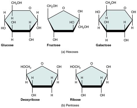 Chemistry Of Nutrition | Brilliant Math & Science Wiki Monosaccharides Structure, Carbohydrates Biology, Mcat Notes, Class 11 Biology, Organic Chemistry Study, Medicinal Chemistry, Chemistry Basics, Mcat Study, A Level Biology