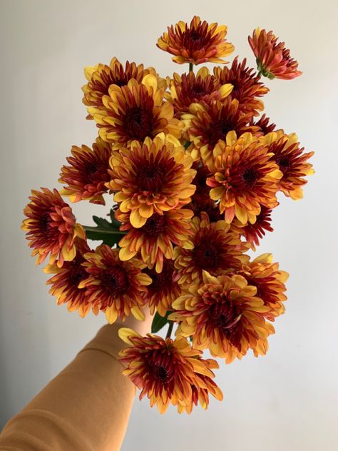 There’s no flower more perfect for fall than bronze cushions. We love the shades of gold, bronze, and brown in this flower. Fall Bouquet Flowers, Fall Flowers Aesthetic, Dark Orange Flowers, Bronze Aesthetic, Amber Flowers, Bronze Flowers, Flower Fall, Fall Flower, Brown Flower