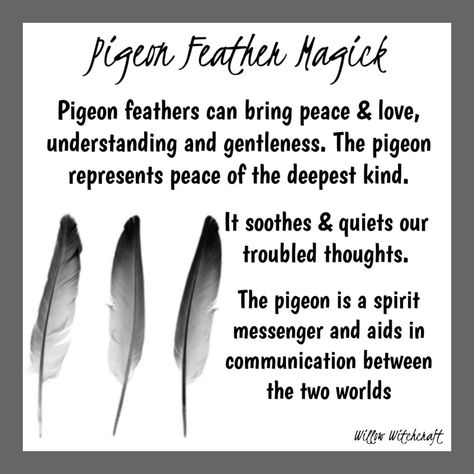 Pigeon Feather Meaning, Feather Meaning Witchcraft, Feather Witchcraft, Pigeon Feather, Brown Feather Spiritual Meaning, Feather Color Meaning, Witchcraft Feathers, Feather Magic, Finding Feathers