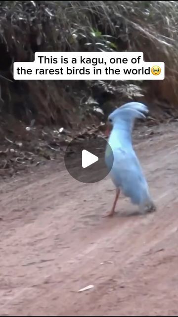 Wildlife Rescuers on Instagram: "The kagu is a flightless bird native to New Caledonia, known for its striking appearance with a grey body, bright orange legs, and distinctive crest. It’s incredibly rare, with only a few thousand individuals remaining in the wild. The kagu’s rarity is due to habitat loss and introduced predators, making it one of the most endangered bird species in the world. Conservation efforts are crucial to protecting this unique bird and its habitat.

Video by @birdslovers212 
Feel free to explore the gallery of this page, where you can express your support, admiration, and indulge in more amazing bird photography.

#wildlife #wildanimals #animals #cuteanimals #animallovers #birdlovers #kagu #kagubird #flightlessbird #newcaledoniabird" Kagu Bird, Birds Photography Nature, Living Fossil, Photography Wildlife, Flightless Bird, Rare Birds, Nature Birds, Animal Behavior, New Caledonia