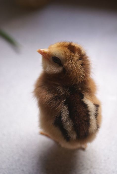 How cute is this little one? Did you know that billions of baby chickens ar being killed in the first 10 minutes of their lives, because they are not valuable for the egg industry? Choose compassion and a vegan lifestyle and educate your kids to follow your example!  #vegan #compassion #chicken #cute Baby Chicks Photography, Olive Egger, Easter Animals, Easter Eggers, Cele Mai Drăguțe Animale, The Chicks, Beautiful Chickens, Baby Chickens, Cute Chickens